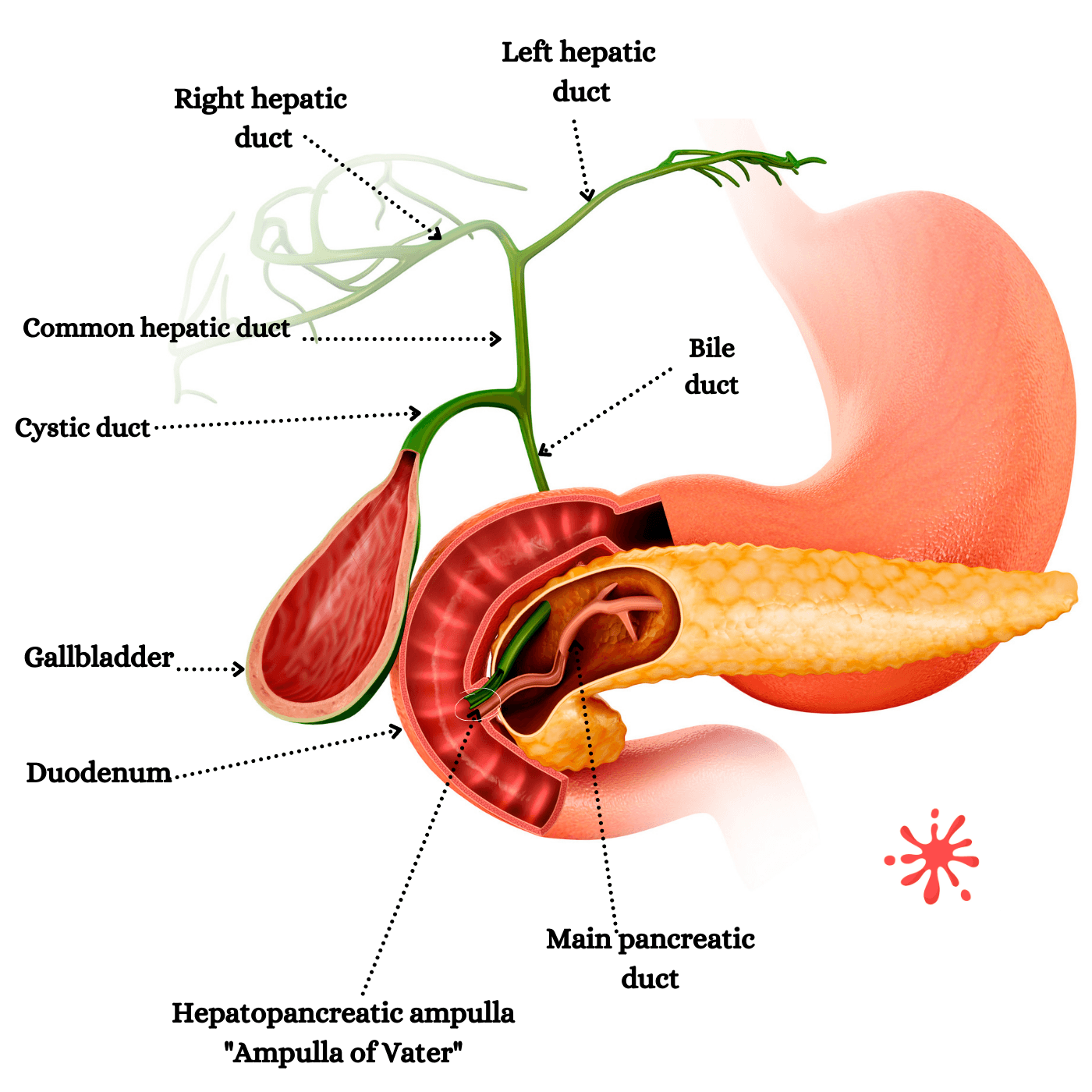 accessory structures and organs of the digestive system. Liver, pancreas gallbladder salivary glands