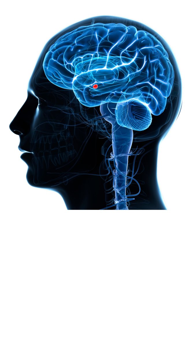 Amygdala Function, location and disorders