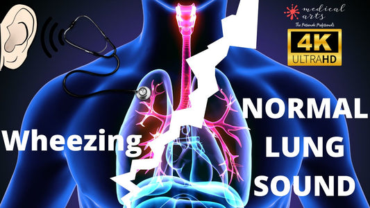 compare lung sounds - Normal Breath Sound vs Adventitious Sound - Expiratory Wheezing. - Medical Arts Shop