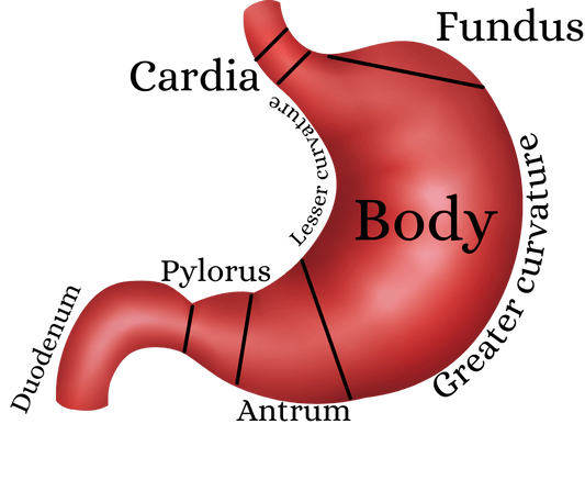 GI tract anatomy and physiology, 3d, gut bacteria, digestive system components, function and process - Medical Arts Shop