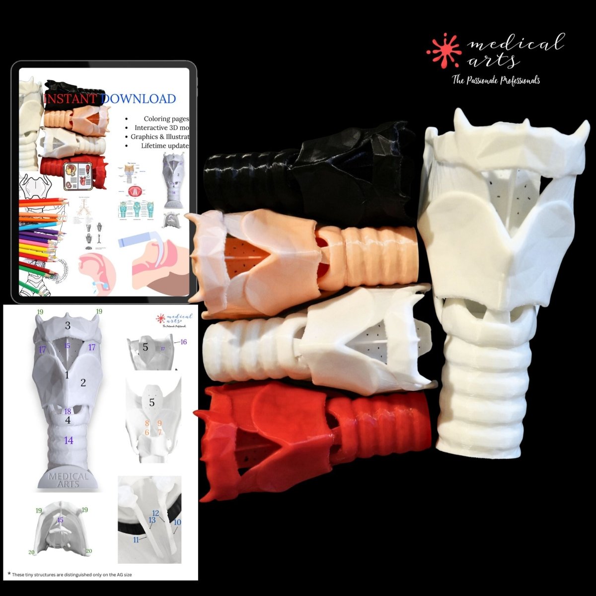 3D Larynx & Trachea Anatomy - Instant Download PDF - Windpipe