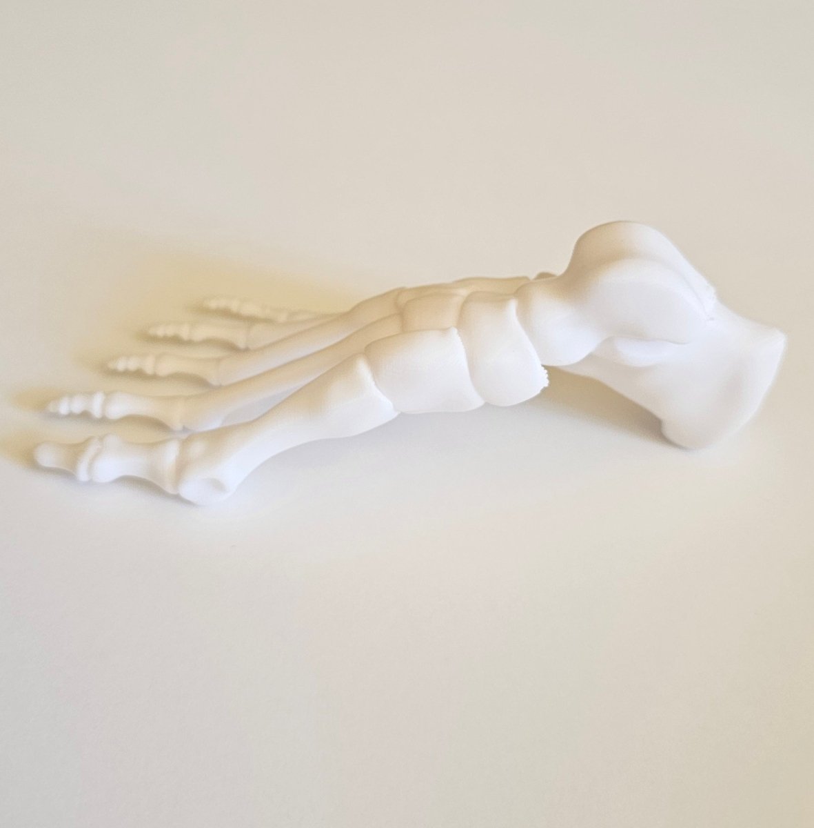 Foot Bones Anatomy 3D Model - Customizable