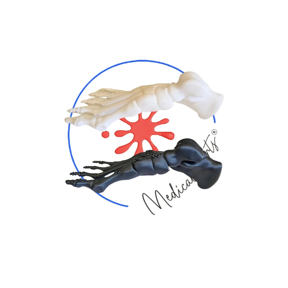 Foot Bones Anatomy 3D Model - Customizable