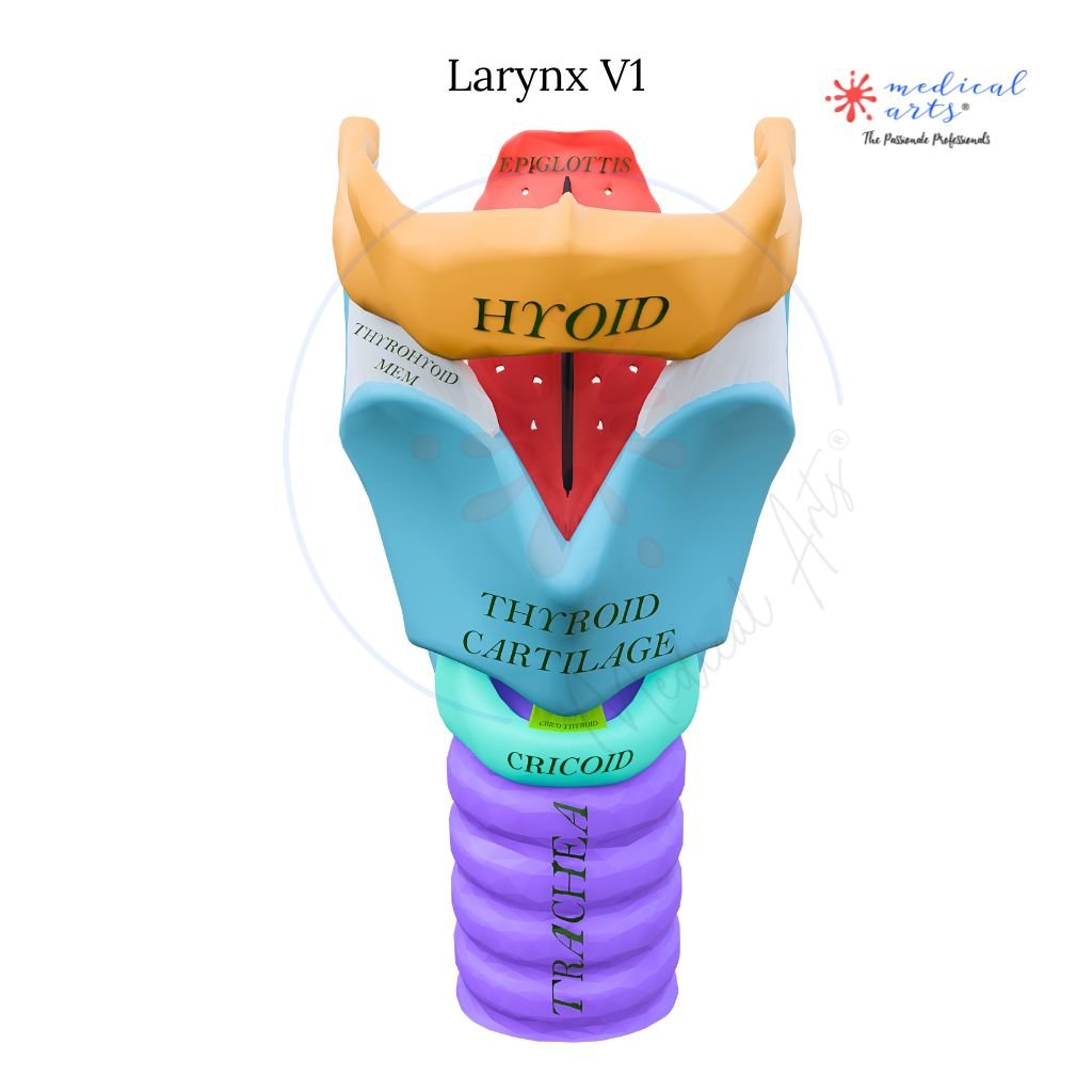 High Quality Medical Stickers - Medical Arts Stickers Medical Arts Shop