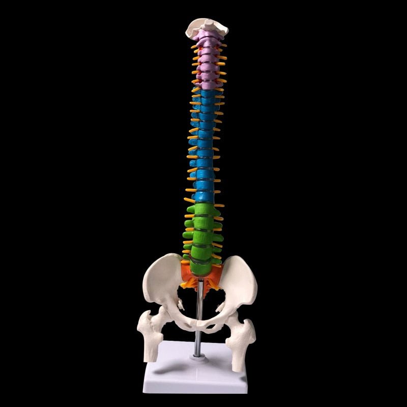 Human Spine Anatomy Model : Perfect for Medical Professionals and Enthusiasts