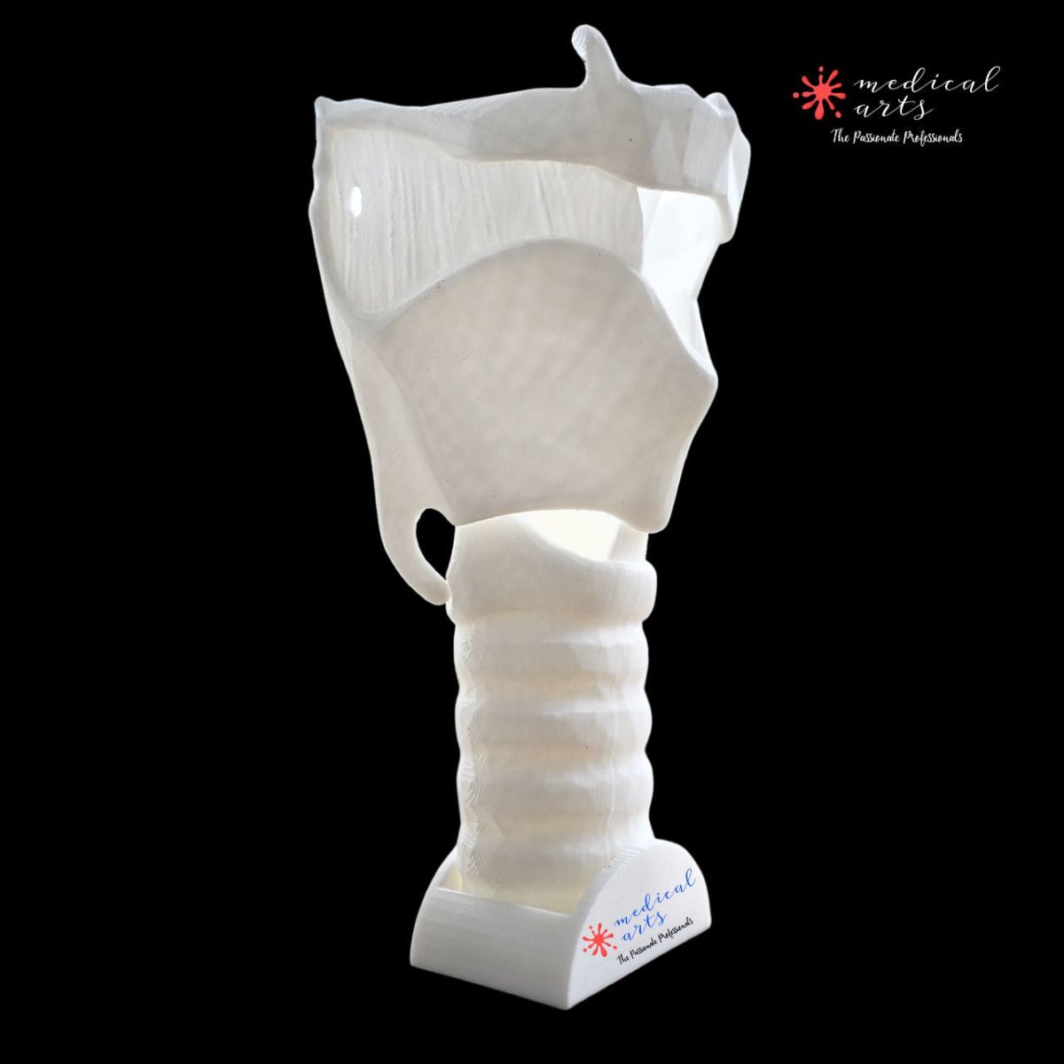 3D Larynx & Trachea Anatomy - Windpipe + PDF - CUSTOMIZABLE BODY