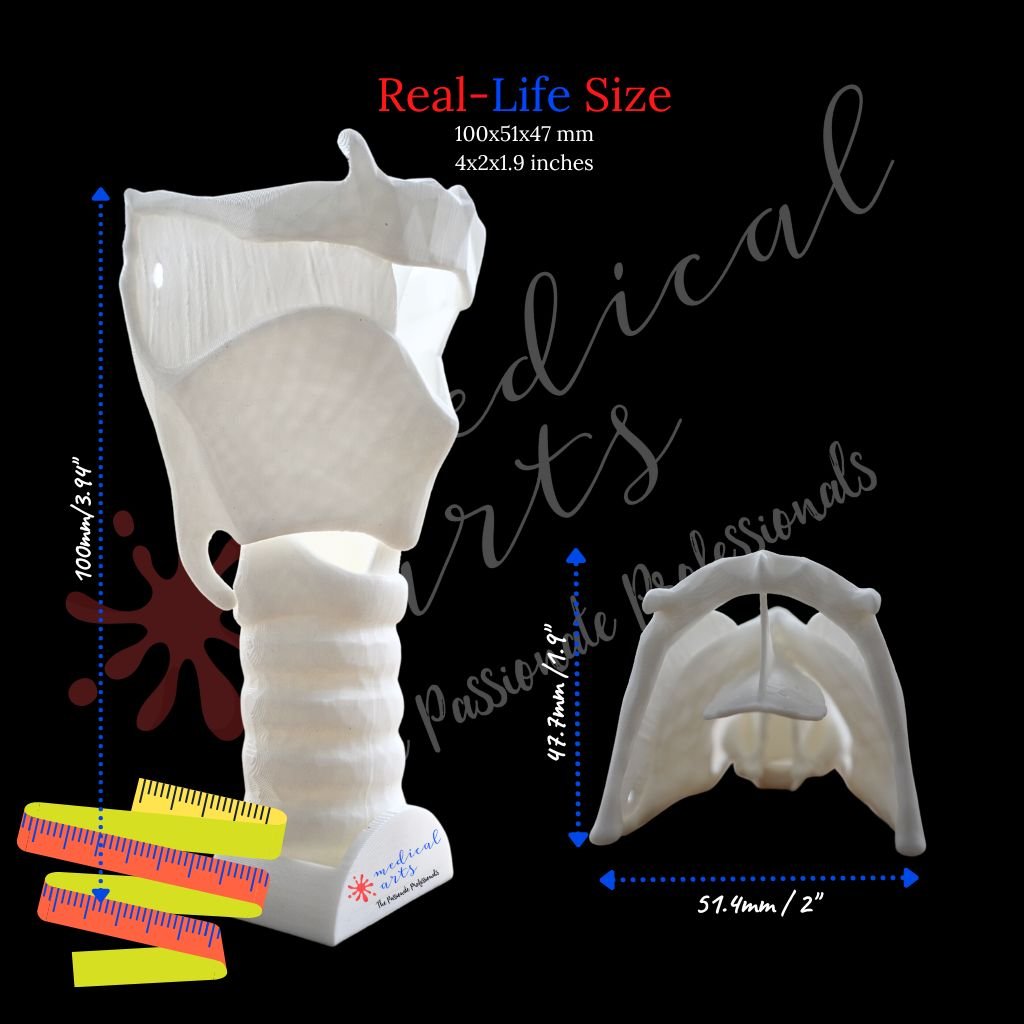 3D Larynx & Trachea Anatomy - High Quality Accurate 3D Larynx - Trach model - Windpipe + Base + Bonuses medical model Medical Arts Shop