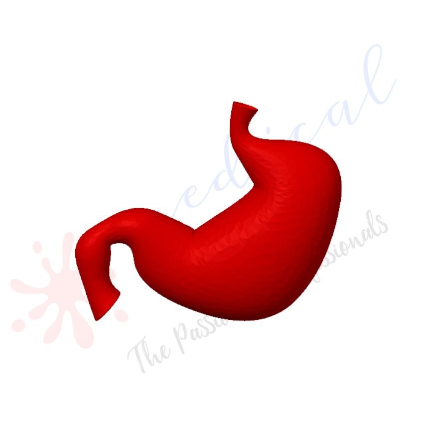 3D Stomach - Anatomically correct high quality model