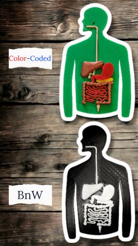 Anatomy Puzzle 3D - Digestive System - Digestive Process Booklet - Medical Arts Shop Educational Toys Medical Arts Shop