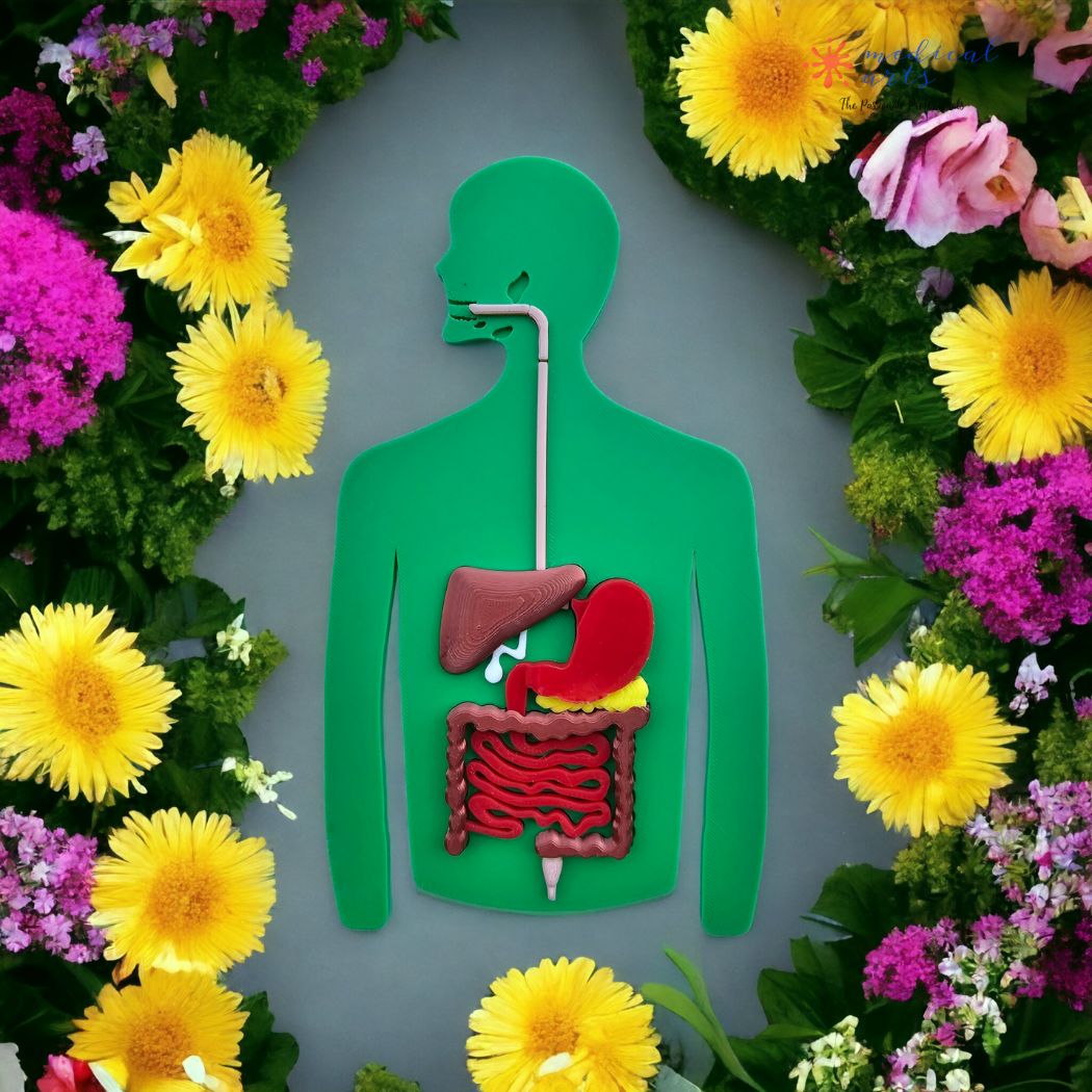 Anatomy Puzzle 3D - Digestive System - Digestive Process Booklet - Medical Arts Shop Educational Toys Medical Arts Shop