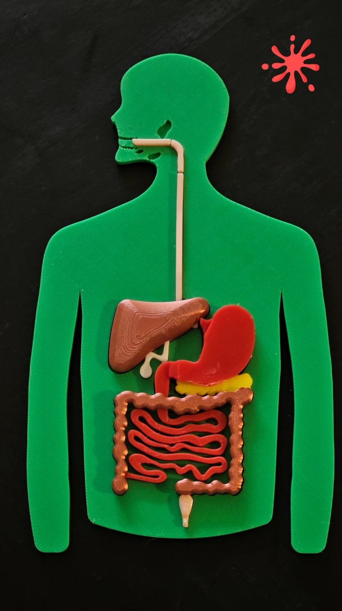 Anatomy Puzzle 3D - Digestive System + Digestive Process Booklet