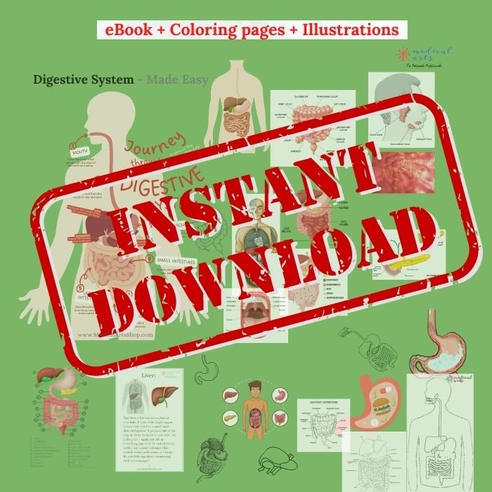 Anatomy Puzzle 3D - Digestive System - Digestive Process Booklet - Medical Arts Shop Educational Toys Medical Arts Shop