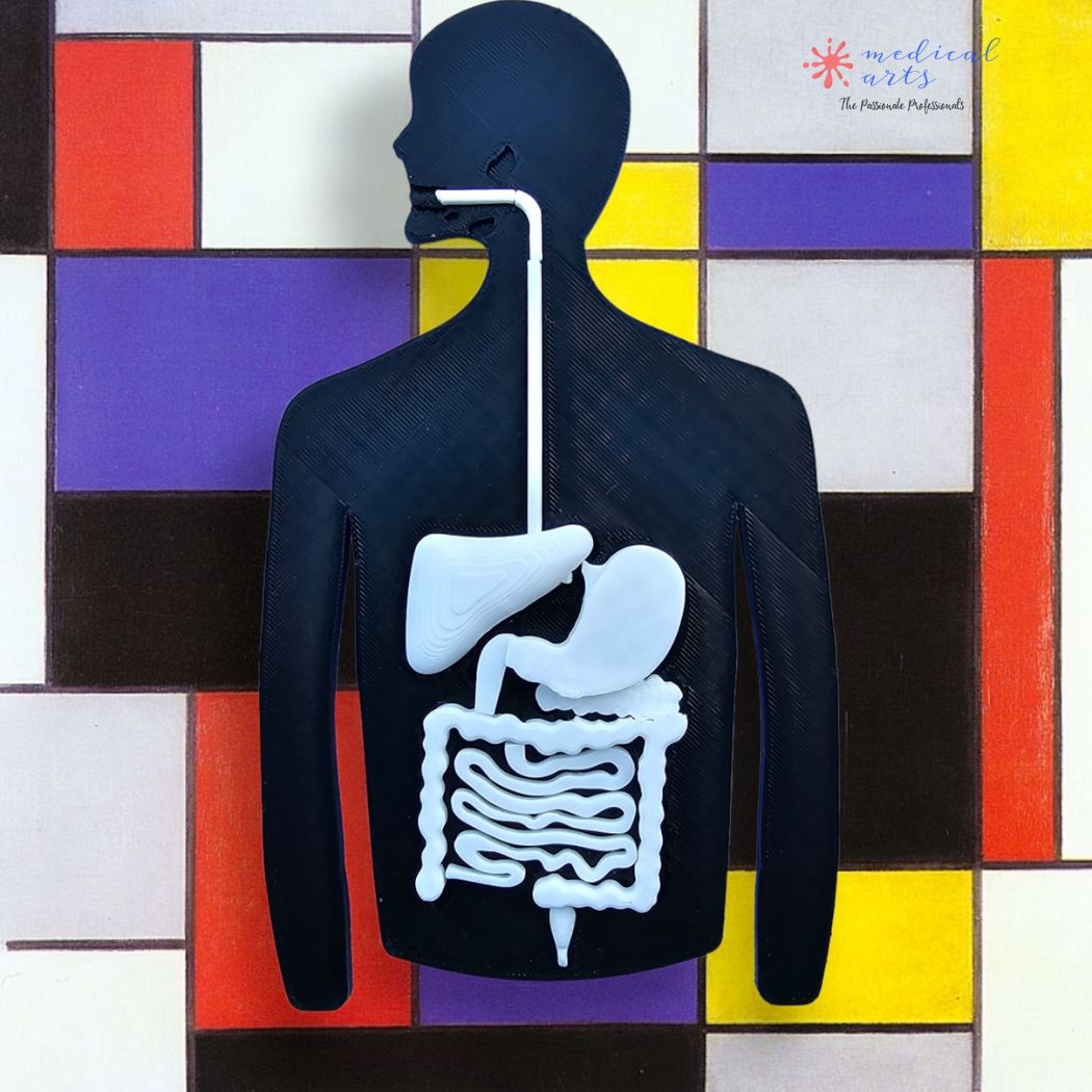Anatomy Puzzle 3D - Digestive System - Digestive Process Booklet - Medical Arts Shop Educational Toys Medical Arts Shop