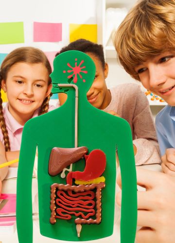 Anatomy Puzzle 3D - Digestive System - Medical Arts Educational Toys Medical Arts Shop