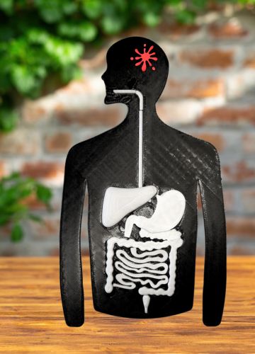 Anatomy Puzzle 3D - Digestive System - Medical Arts Educational Toys Medical Arts Shop