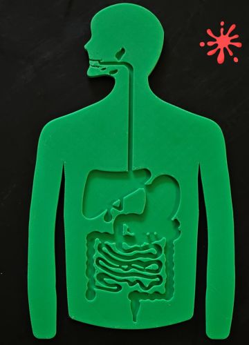 Anatomy Puzzle 3D - Digestive System + Digestive Process Booklet
