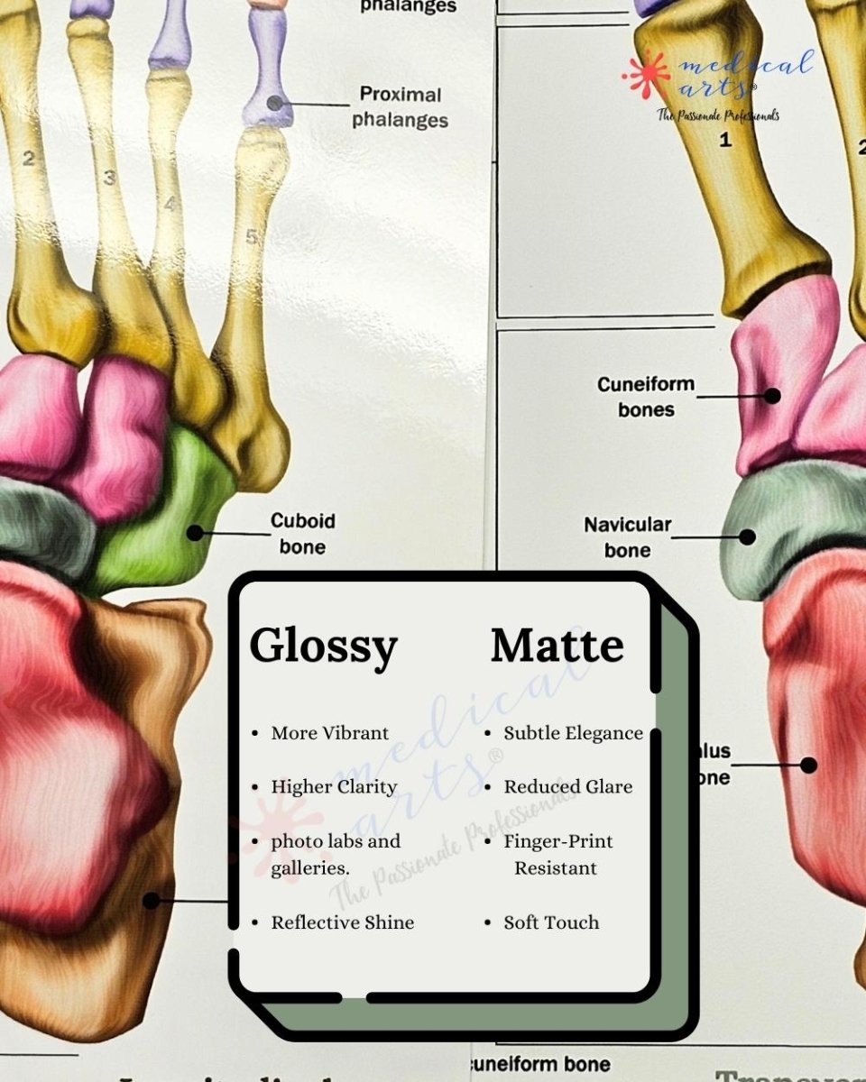Cerebrospinal Fluid & Ventricles Anatomy - Medical Arts Gallery Posters, Prints, & Visual Artwork Medical Arts Shop