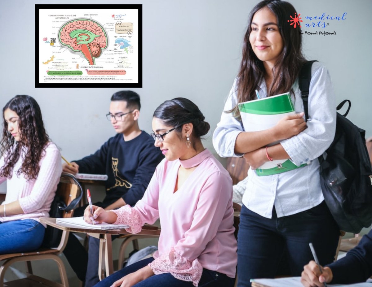 Cerebrospinal Fluid & Ventricles Anatomy - Medical Arts Gallery Posters, Prints, & Visual Artwork Medical Arts Shop