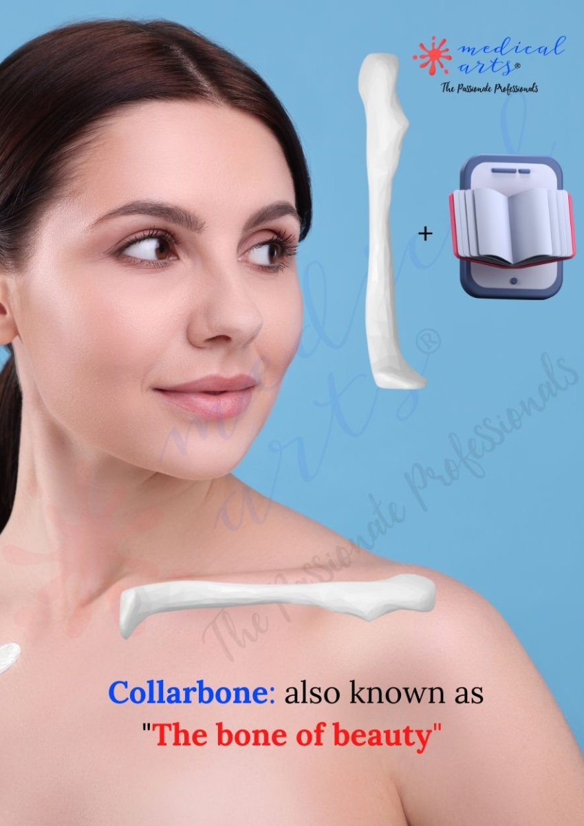 Clavicle 3D Model - Collarbone + booklet