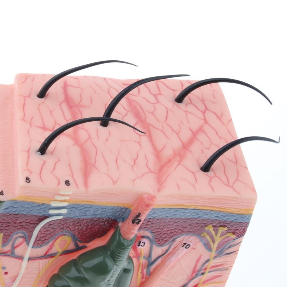 Human Skin / Integumentary Layer - Anatomical Model Magnified 35x - Medical Arts Shop