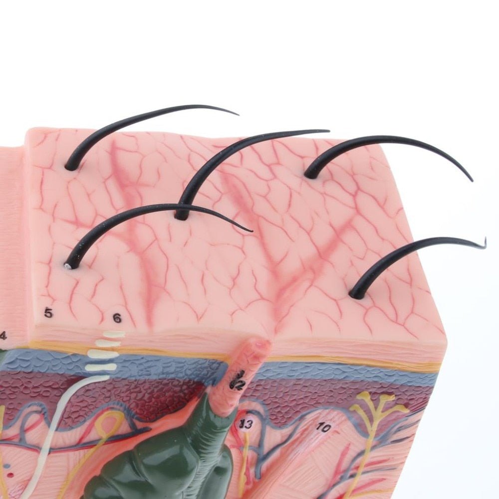 Human Skin / Integumentary Layer - Anatomical Model Magnified 35x