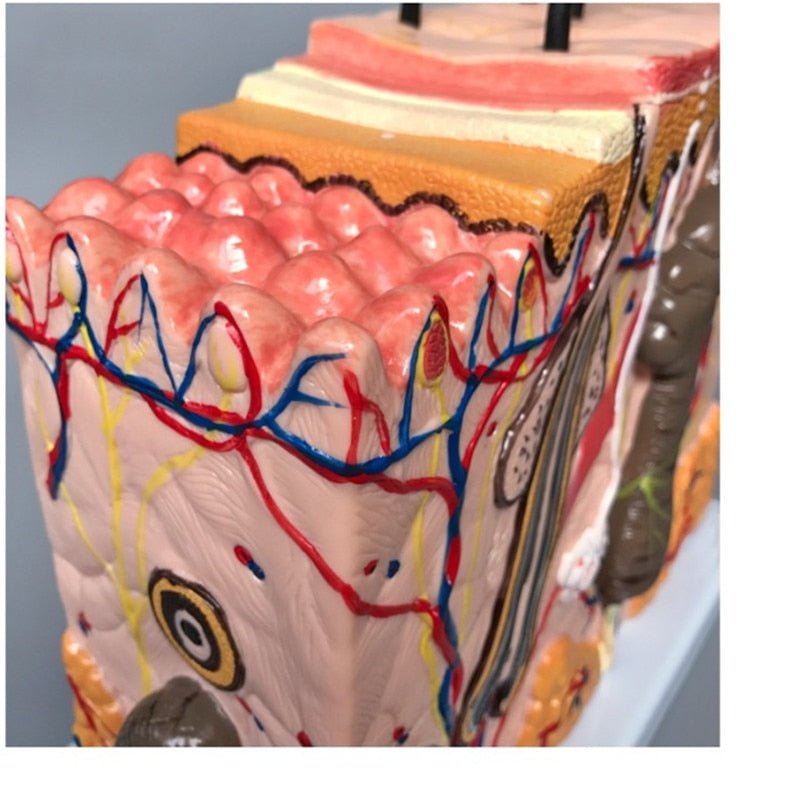 Human Skin / Integumentary Layer - Anatomical Model Magnified 35x - Medical Arts Shop