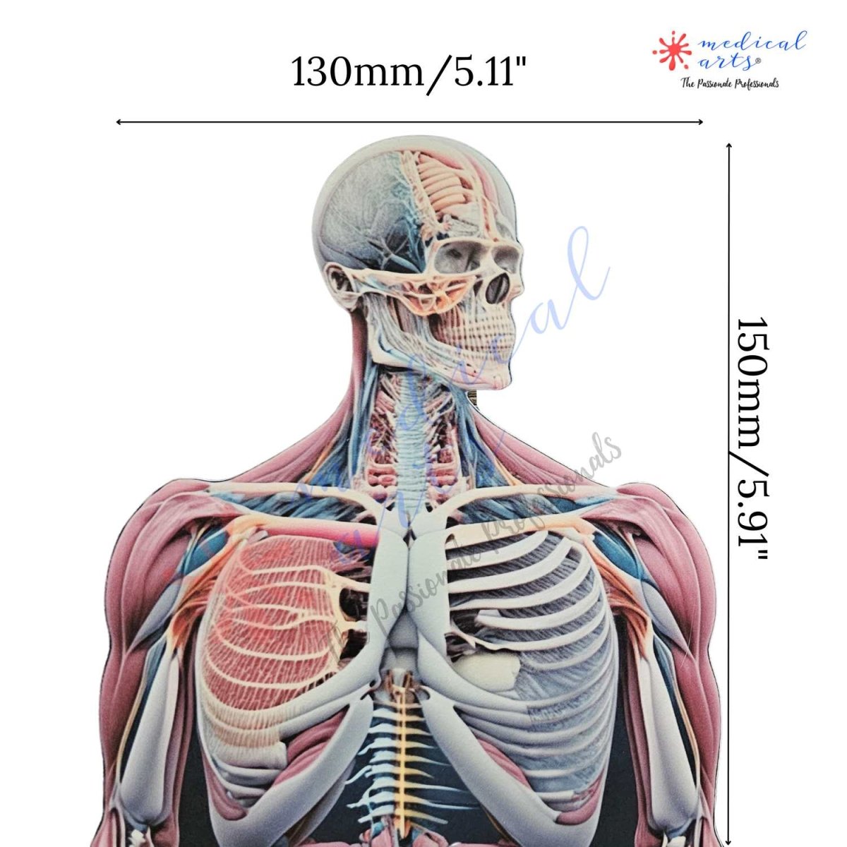 MedArtistry™ Craft - AI-Anatomy Large Postcards with envelopes AI anatomy Medical Arts Shop