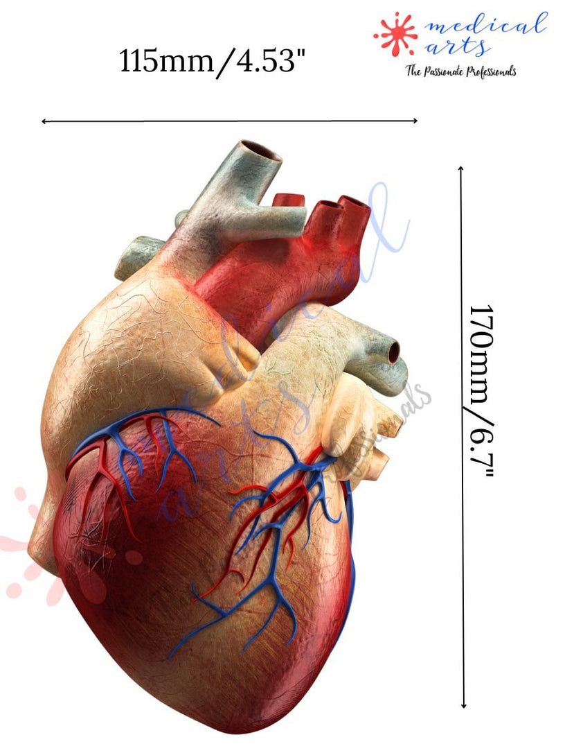 MedArtistry™ Craft - Heart Shaped Postcards - Pour your heart out, literally!