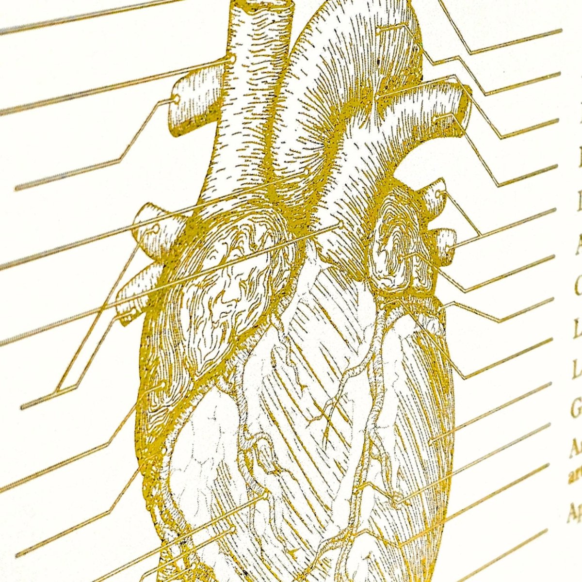 Metallic Foil Prints - Heart's Anatomy - Personalized - Medical Arts Foils Posters, Prints, & Visual Artwork Medical Arts Shop