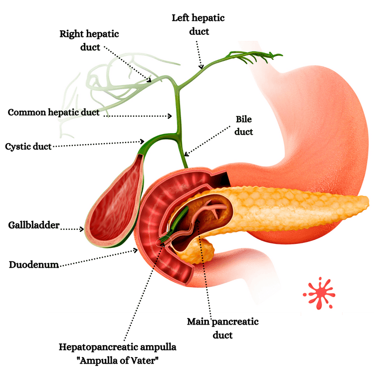 accessory structures and organs of the digestive system. Liver, pancre