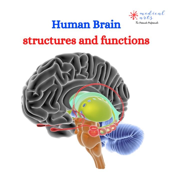 Brain Structures & Functions: 3D Explanation – Medical Arts Shop