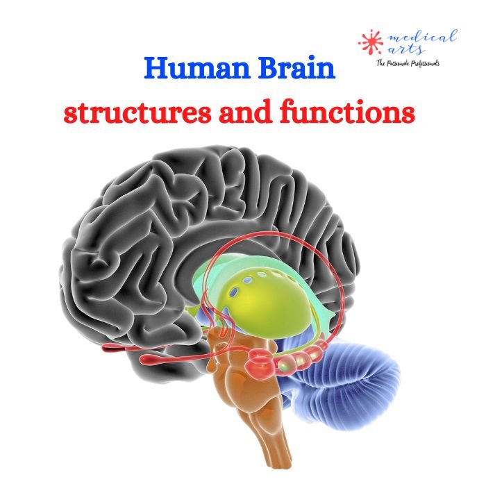 Areas of the brain and functions - brain structures explained - 3D - Medical Arts Shop