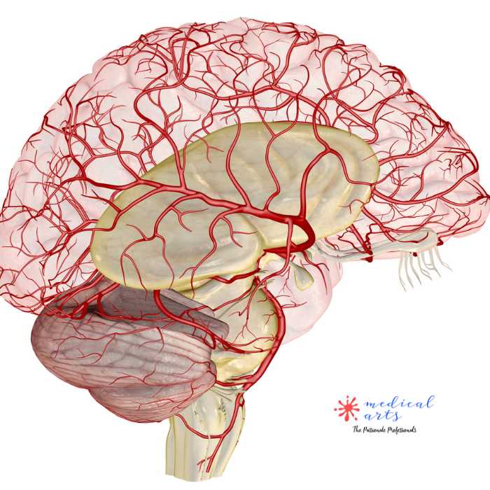 Blood Supply Of Brain [] Cerebral Arterial Circle 🧠 [] Circle Of Willis - Medical Arts Shop