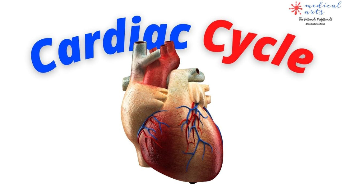 Cardiac System - Cardiac Cycle - Medical Arts Shop