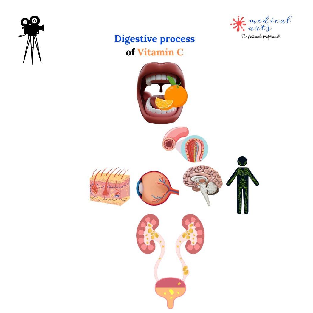 Digestive process of Vitamin C - Video included 🍊