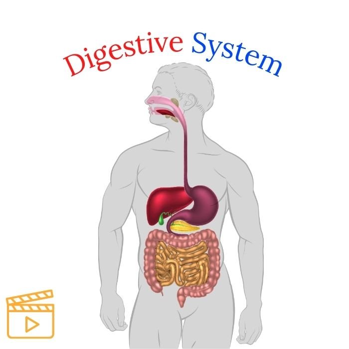 Digestive System [] Gastro-intestinal Journey [] Digestion