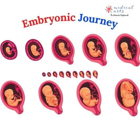 Fetal Growth: Embryonic Development Week by Week || video - Medical Arts Shop