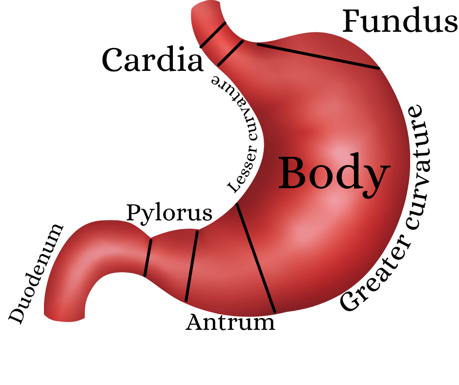 GI tract anatomy and physiology, 3d, gut bacteria, digestive system components, function and process