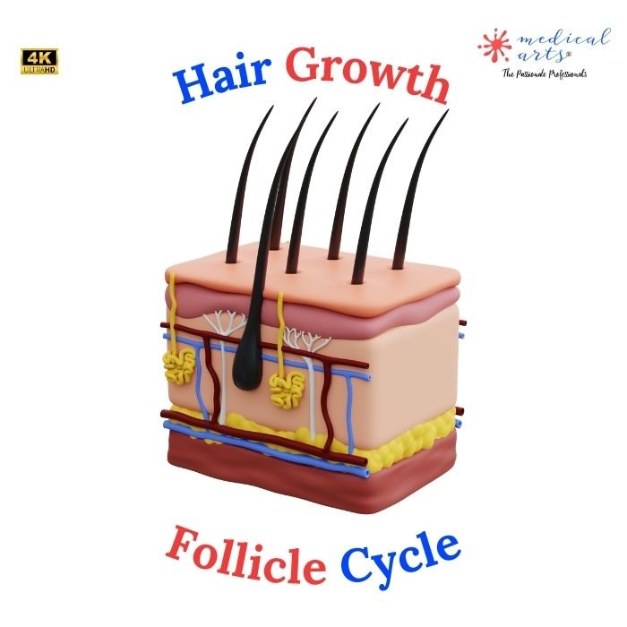 Hair Growth ➰ Follicle Cycle ■ Medical Arts Shop - Video Included