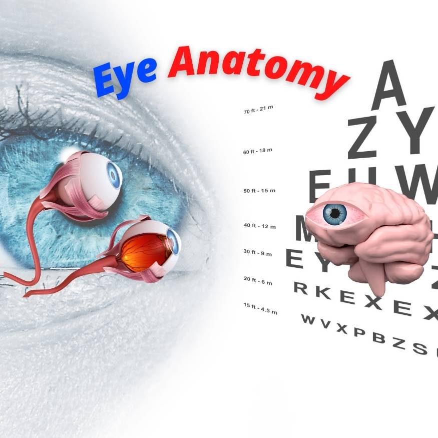 Human Eye Anatomy & Physiology - Simplified 3D Animation. - Medical Arts Shop