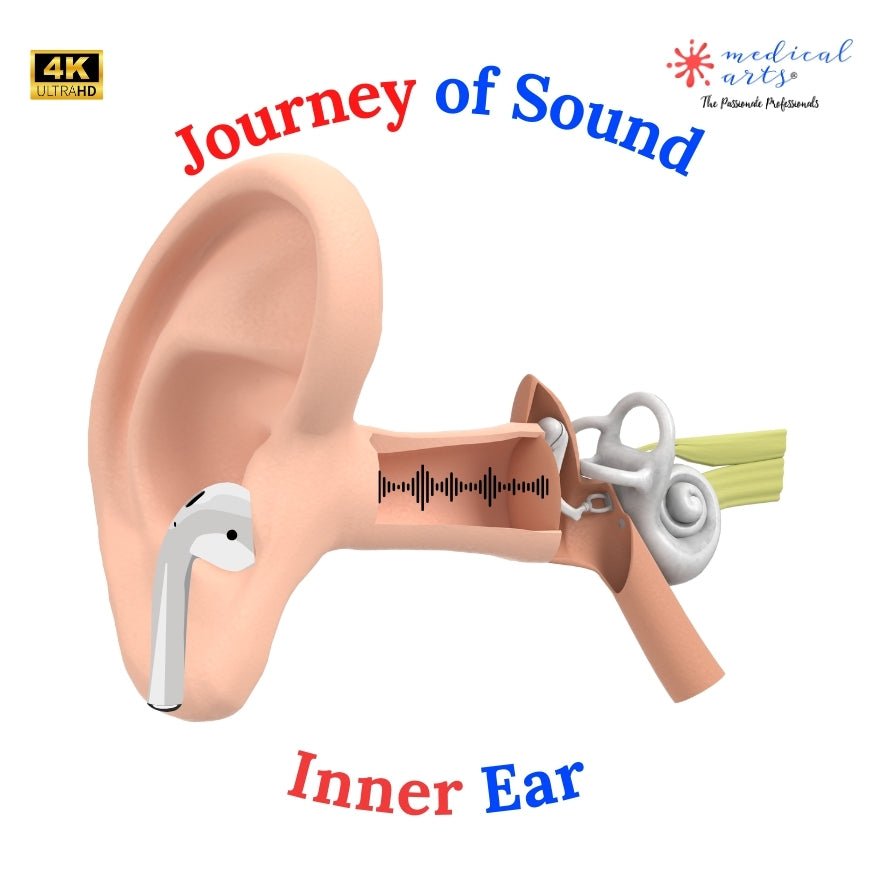Journey of Sound. From electricity into sound waves, then into electrical form again. physiology of the inner ear - Video