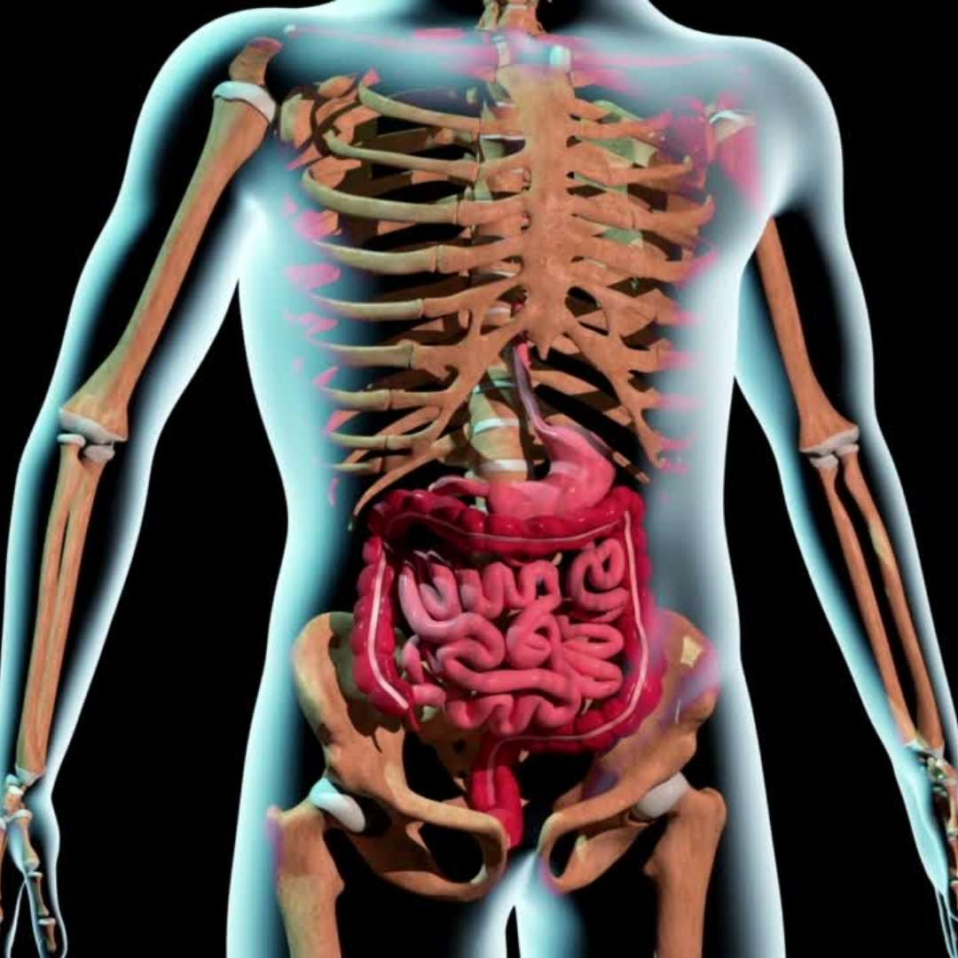 Medical Terminology | Color coded examples | 4K graphics - Medical Arts Shop