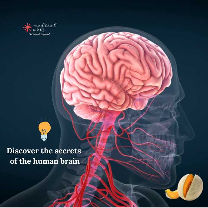the human brain how it control us and how we can keep it healthy - Medical Arts Shop