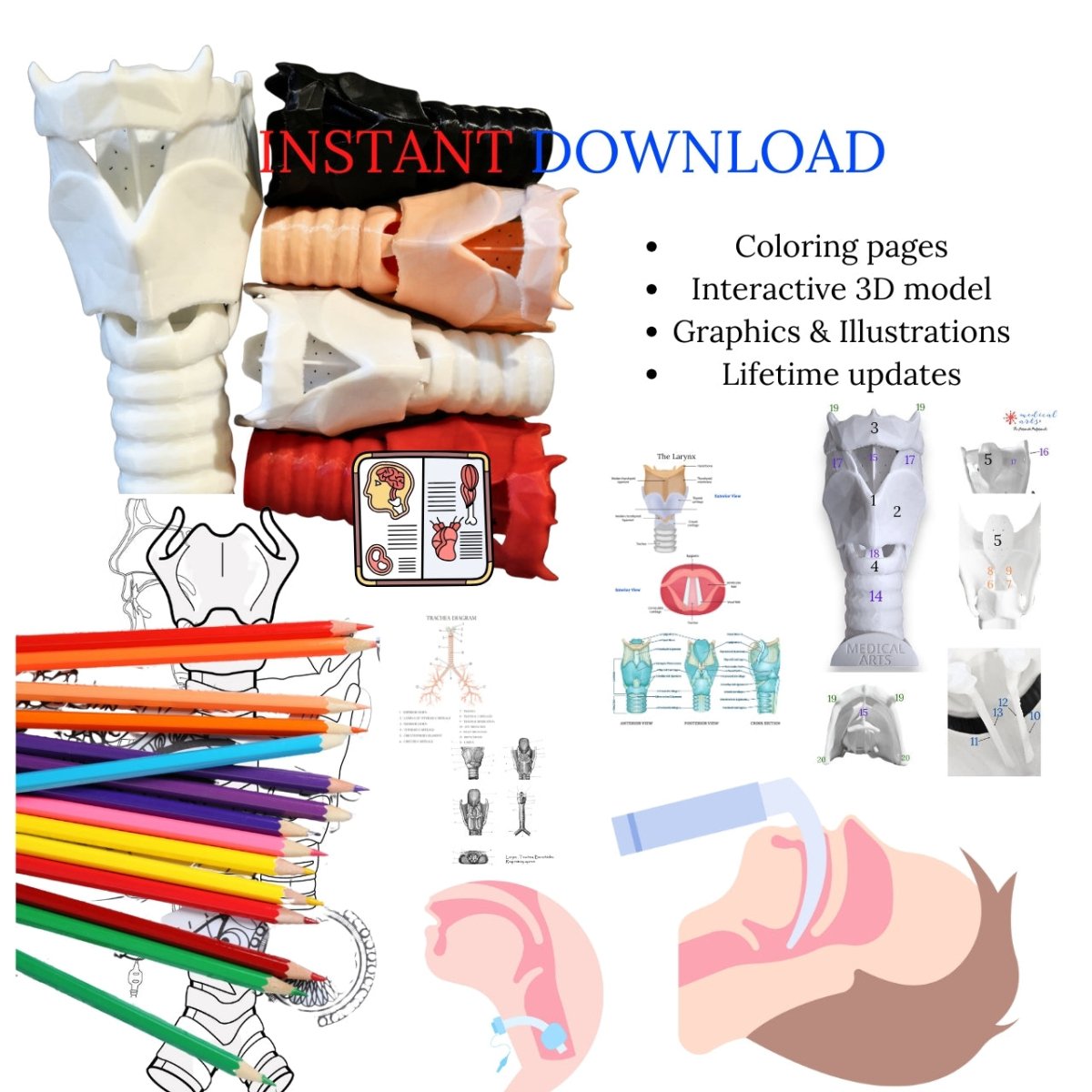 3D Larynx & Trachea Anatomy - Instant Download PDF - Windpipe book/ebook Medical Arts Shop