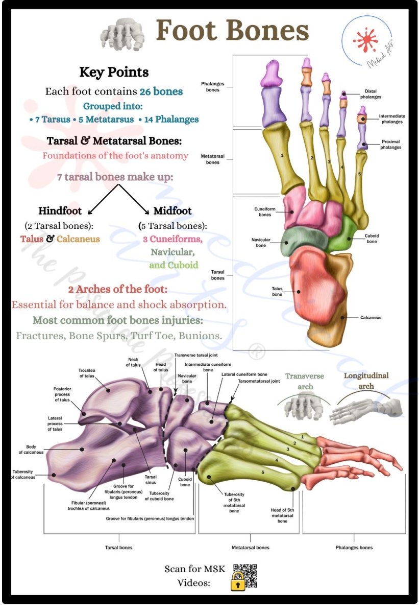 🦶 Anatomy of Human Foot Bones Display + PDF included Anatomical chart Medical Arts Shop