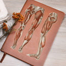 Clinical Companion - Premium Leather Notebook - Muscles of the legs and feet 1864 Jewelry Medical Arts Shop