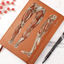 Clinical Companion - Premium Leather Notebook - Muscles of the legs and feet 1864 Jewelry Medical Arts Shop