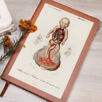 Clinical Companion - Premium Leather Notebook - Vintage Fetus Anatomy, Charles d'Orbigny 1841 Jewelry Medical Arts Shop