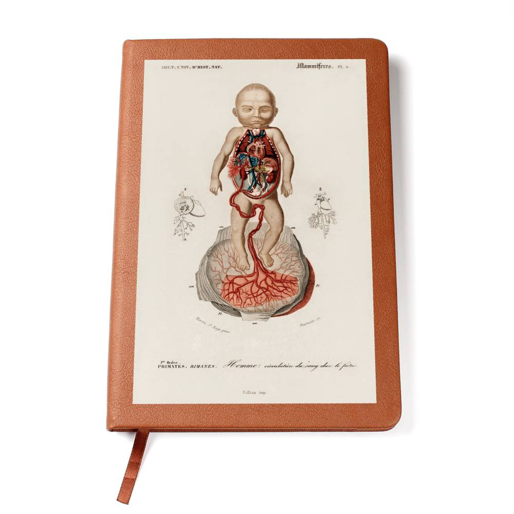 Clinical Companion - Premium Leather Notebook - Vintage Fetus Anatomy, Charles d'Orbigny 1841