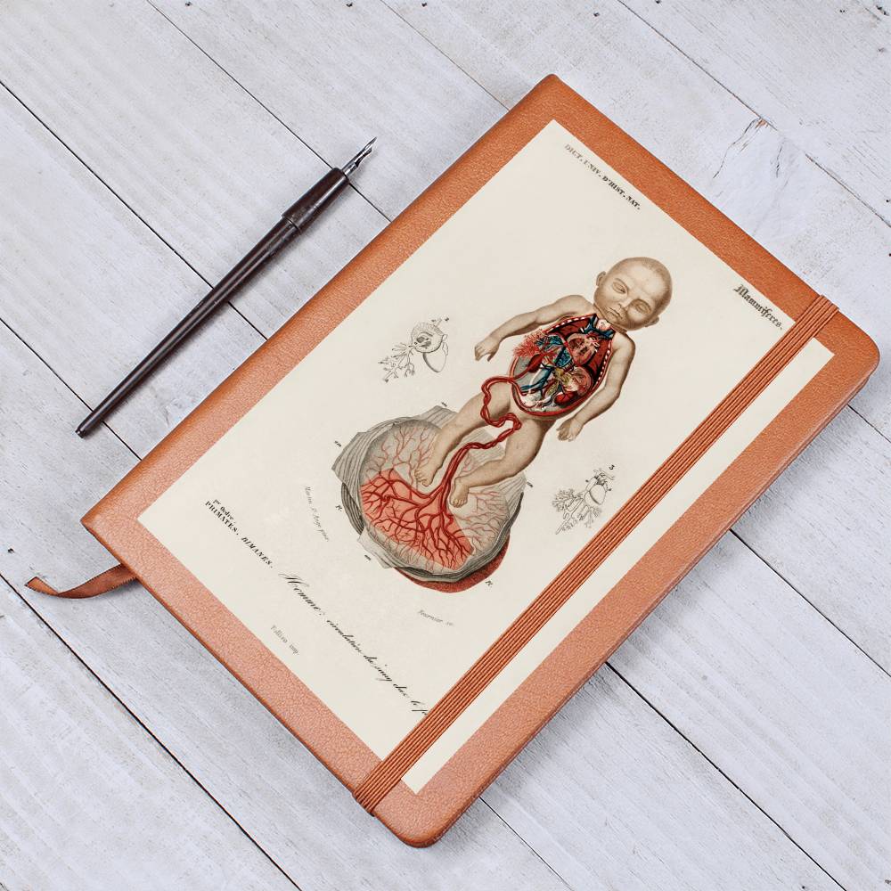 Clinical Companion - Premium Leather Notebook - Vintage Fetus Anatomy, Charles d'Orbigny 1841